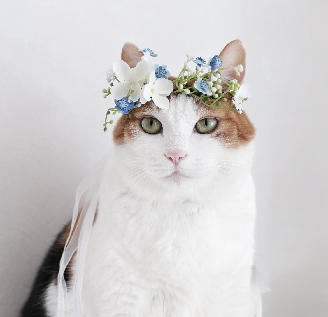 고양이 신비 (@catsinbya) on Twitter photo 