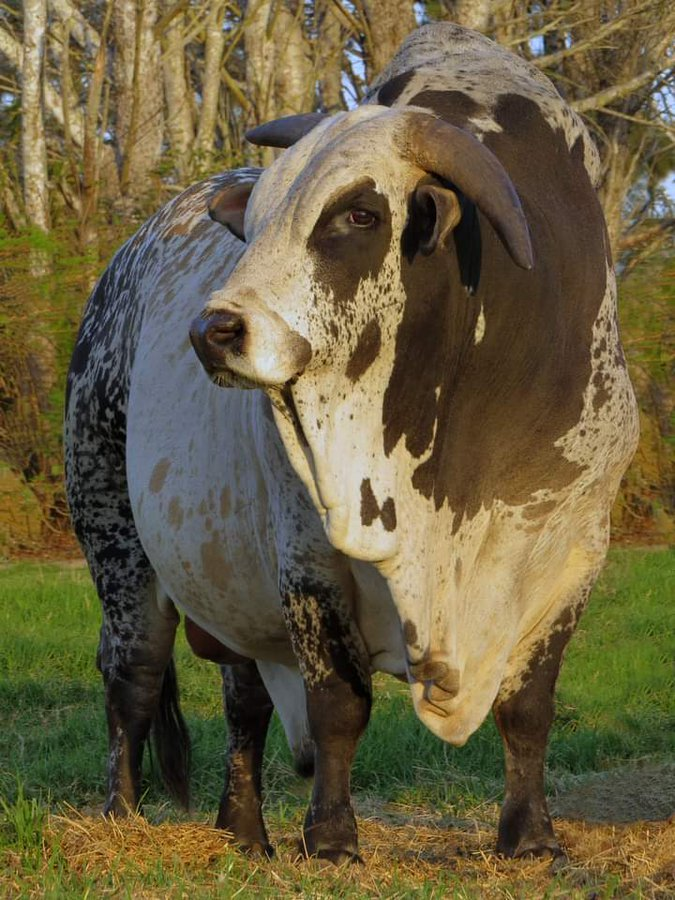 farmingmfs's tweet photo. Are you interested in commercial beef production? Just say YES! https://t.co/XG2viFyBFb