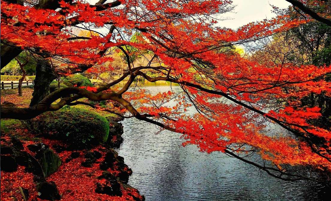 GKTT9iumTjdTnjp's tweet photo. ＜日本の秋の風景－１＞
綺麗ですね！ https://t.co/3I18dYFiJG