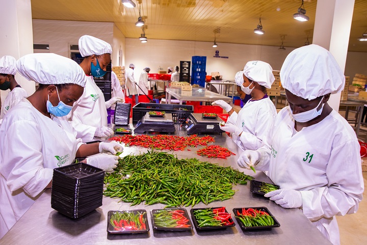 Rwandafresh's tweet photo. Data of #Rwanda-n horticultural (fruits, vegetables &amp; flowers) exports for last week:     
➡️ Export volumes: 464.5MT
➡️ Export revenues: USD858,197
➡️ Main countries of destination: The Netherlands, the United Kingdom, UAE, and DRC.
#Rwandafresh https://t.co/0JbSDxgrux