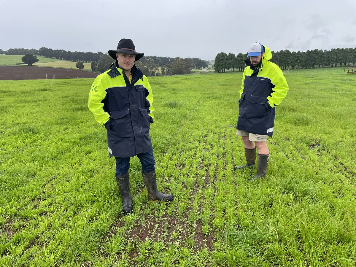 dsquibb2312's tweet photo. Oversown #whiteclover establishing well at @TIADairy Research Farm , part of @Dairy_Australia #farmlet #trials looking at reducing #nitrogen inputs on farm. @dairy_tas @EldersLimited @TEC_Aus @DLFSeedsAU #plantain #ryegrass https://t.co/dZVu7XJJQZ