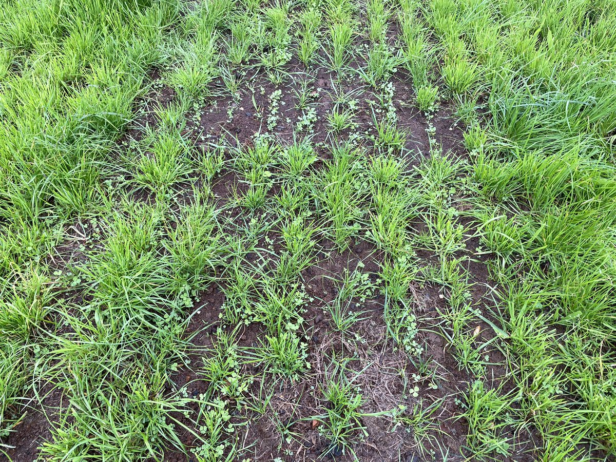 dsquibb2312's tweet photo. Oversown #whiteclover establishing well at @TIADairy Research Farm , part of @Dairy_Australia #farmlet #trials looking at reducing #nitrogen inputs on farm. @dairy_tas @EldersLimited @TEC_Aus @DLFSeedsAU #plantain #ryegrass https://t.co/dZVu7XJJQZ