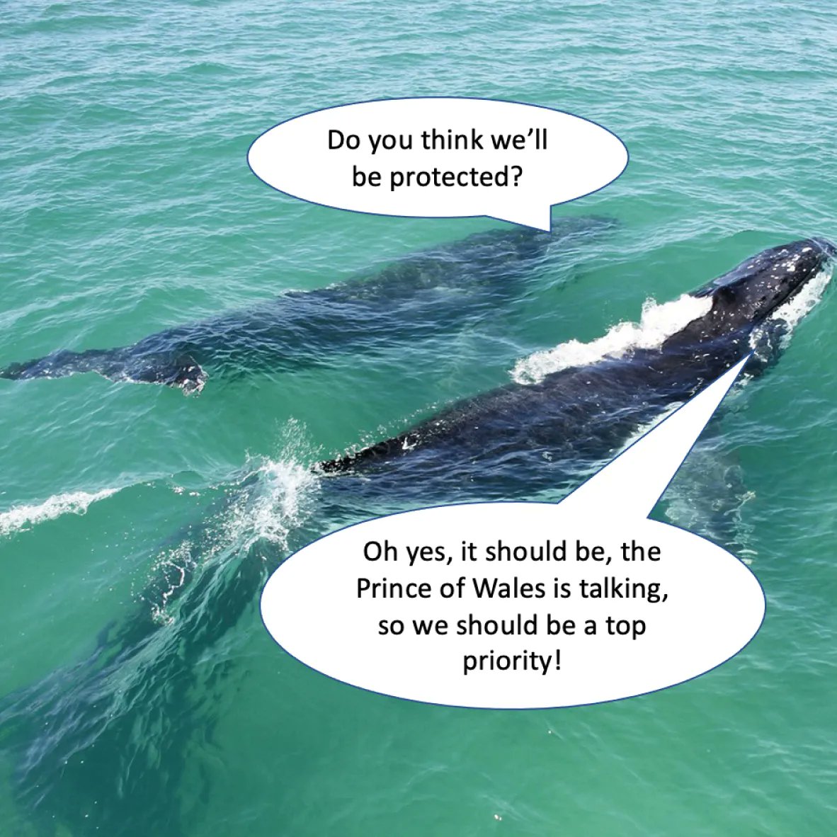 Conservation Crisis - The Game (@TunzaGames) / Posts / X