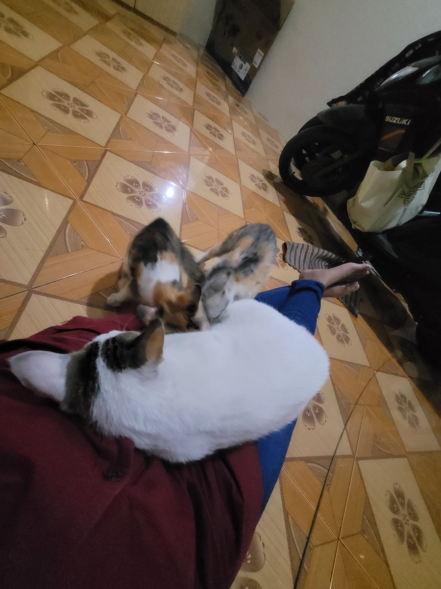 tinykoo_id's tweet photo. @kochengfs Enen di pangkuan babu 🥲 https://t.co/31RyVfaCDt