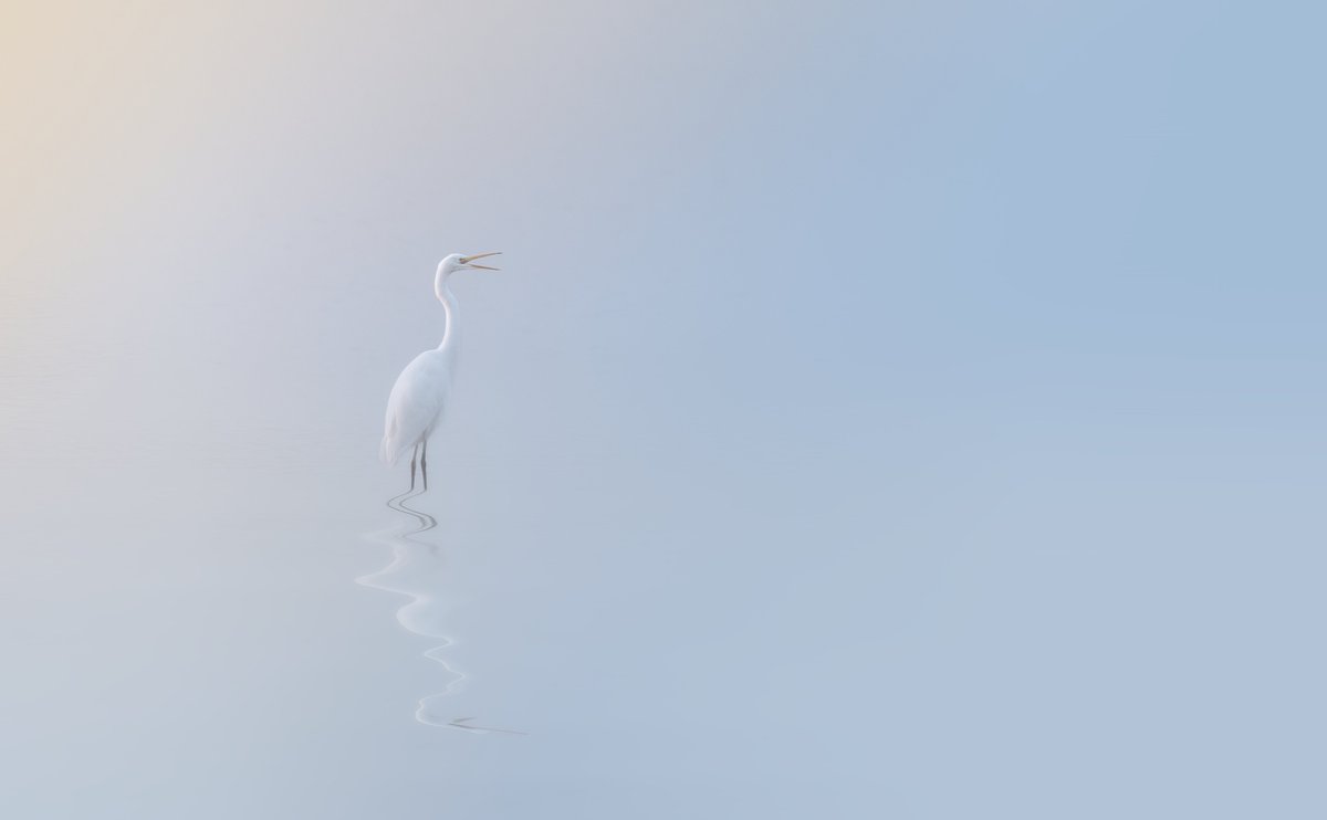 Very misty morning down at Longham lakes, very tricky to get a focus. My first GWE. #WexMondays #fsprintmonday