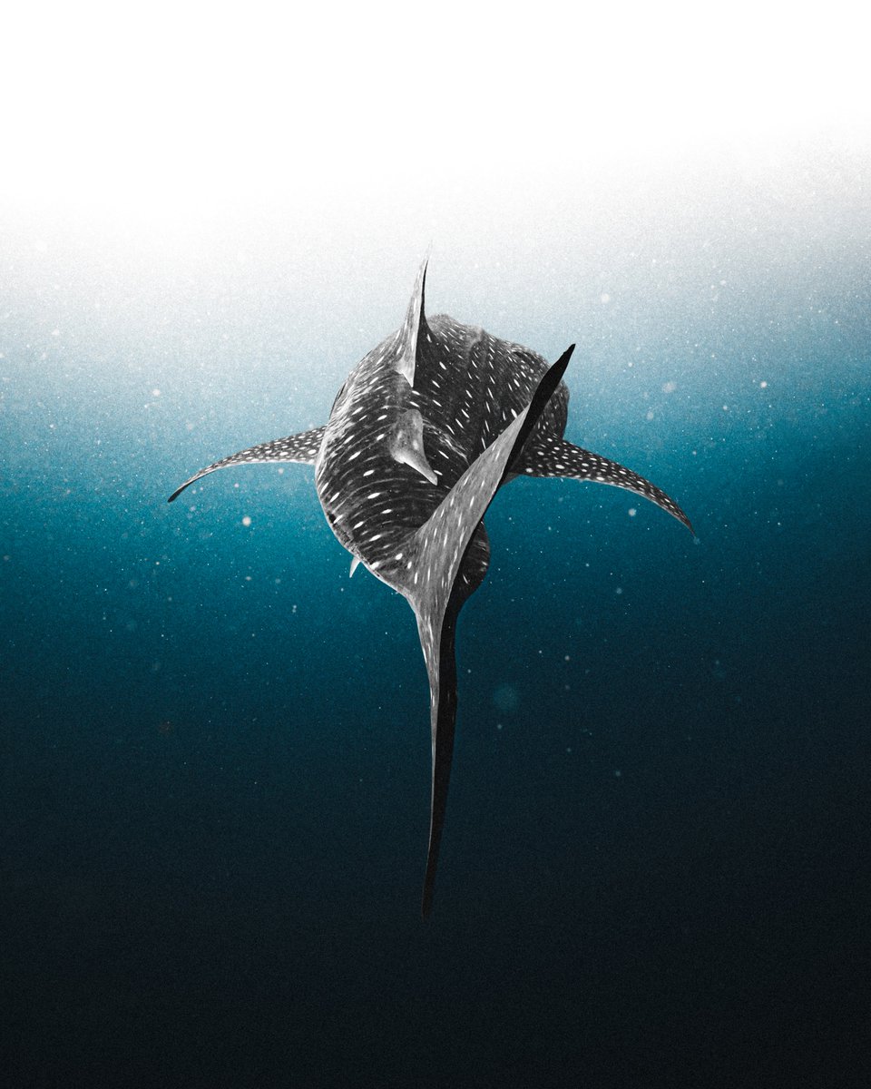 Just minted this open edition by <a href="/PHLYimages/">PHLY 🌊 Phil de Glanville</a> from his Legasea collection drop at <a href="/niftygateway/">Nifty Gateway Studio</a> 

I've had the privilege of swimming with some of these majestic gentle giants and the experience has really stuck with me even after all this time.

Insterstellar