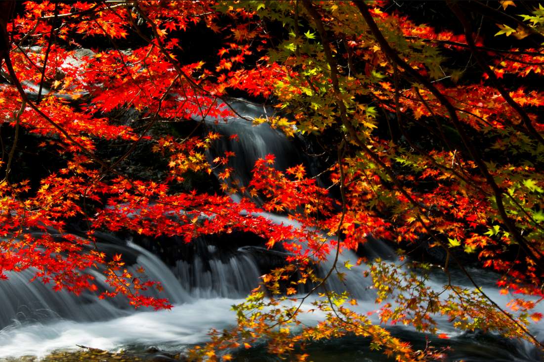 GKTT9iumTjdTnjp's tweet photo. ＜���本の秋の風景－２＞
綺麗ですね！ https://t.co/A2w175AMvP