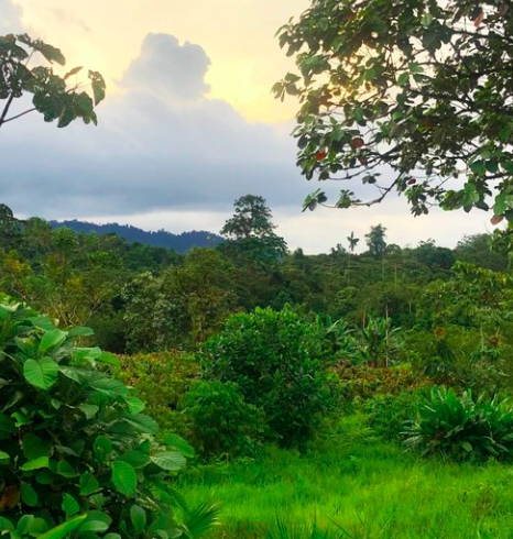 sdv_forest's tweet photo. 3/4 Today the dream is a reality. #SueñodeVida is a fully operational #regenerative farm, learning center, and 30-acre #naturereserve where people, plants and animals thrive together. BUY LAND in #Ecuador https://t.co/U7Nex2EPaO https://t.co/QaamS7MO65