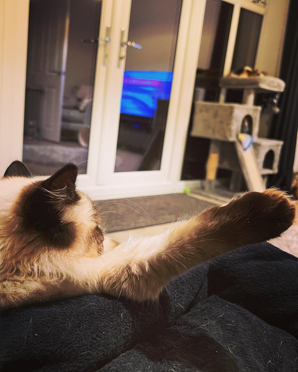 CatkinsMaverick's tweet photo. Just a little weirdo with his leg sticking out…. #maverick #CatsofTwittter #comfynotcomfy #pawsup #ragdoll #doesmypawlookbiginthis 🙀😹
@EJM1978 https://t.co/Ic48ZHoqvE
