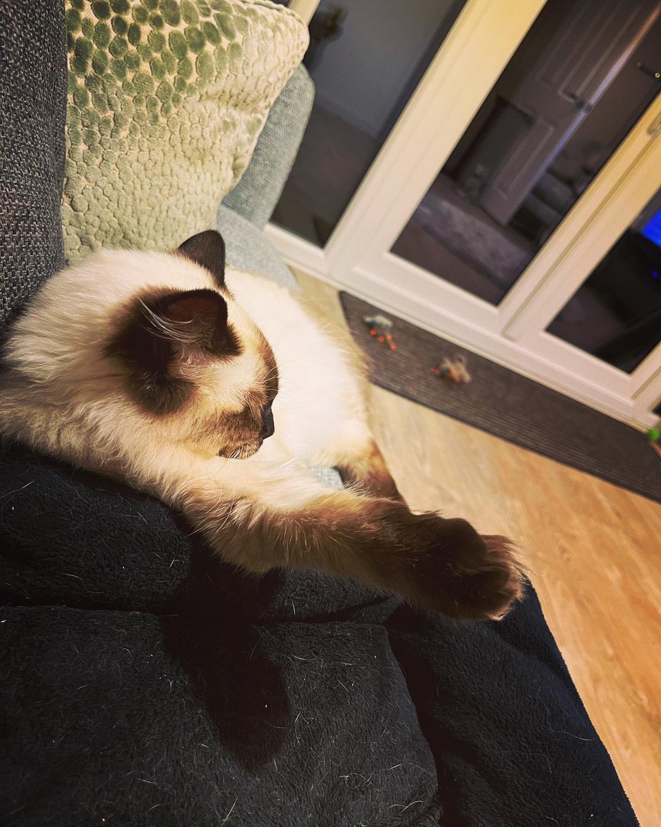 CatkinsMaverick's tweet photo. Just a little weirdo with his leg sticking out…. #maverick #CatsofTwittter #comfynotcomfy #pawsup #ragdoll #doesmypawlookbiginthis 🙀😹
@EJM1978 https://t.co/Ic48ZHoqvE