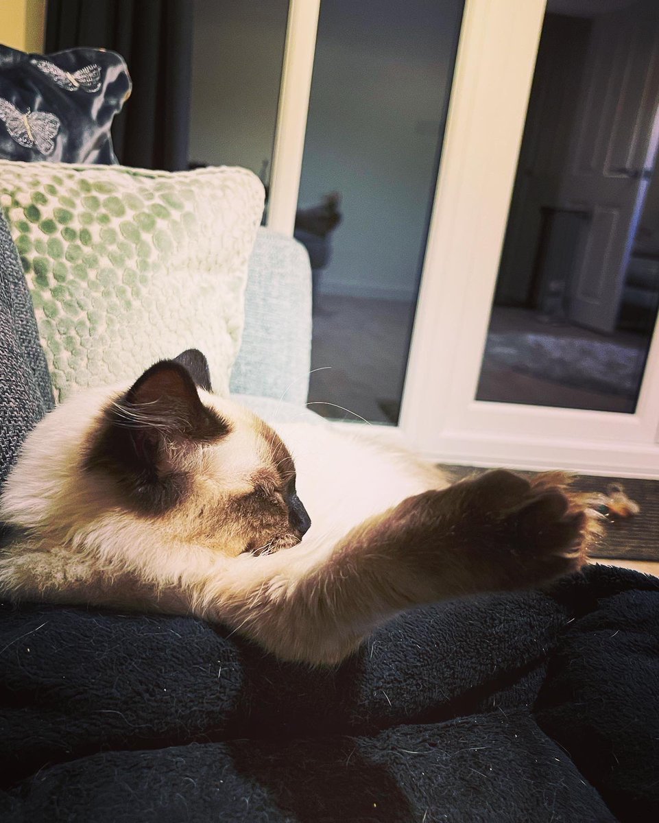 CatkinsMaverick's tweet photo. Just a little weirdo with his leg sticking out…. #maverick #CatsofTwittter #comfynotcomfy #pawsup #ragdoll #doesmypawlookbiginthis 🙀😹
@EJM1978 https://t.co/Ic48ZHoqvE