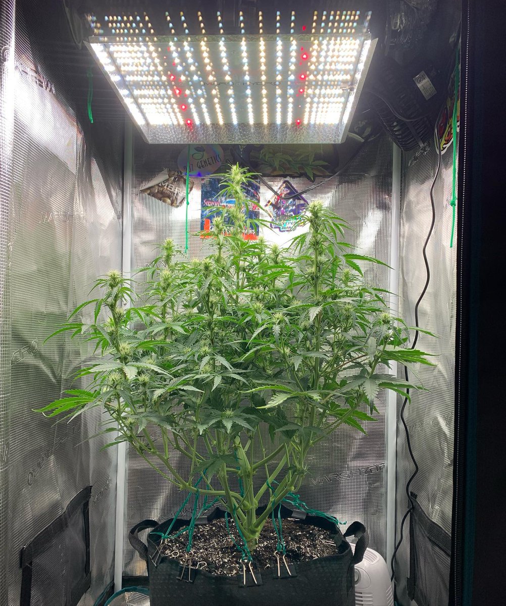 Henry117_'s tweet photo. Mars Hydro TS1000 is very suitable for plants at seedling stage and veg stage.
However, can TS1000 also be used in the flowering stage?
Maybe you can find the answer in the picture.
@MarsHydroLight
#marshydro #ts1000 #cannabiscommunity #growyourown #stonefarm #indoorplants https://t.co/yaTzyFnVM8