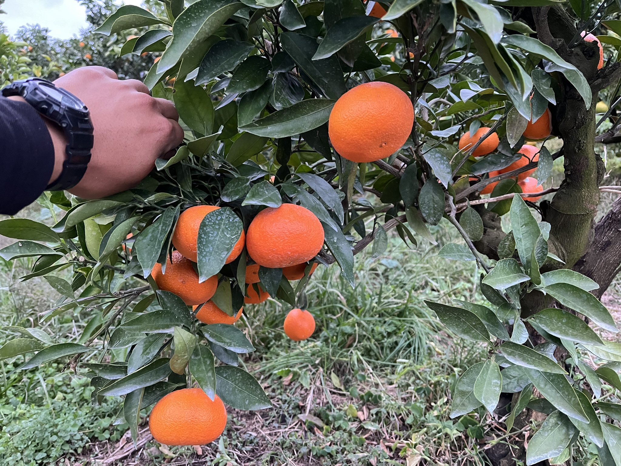 みかんちか様 確認用 | www.ddechuquisaca.gob.bo