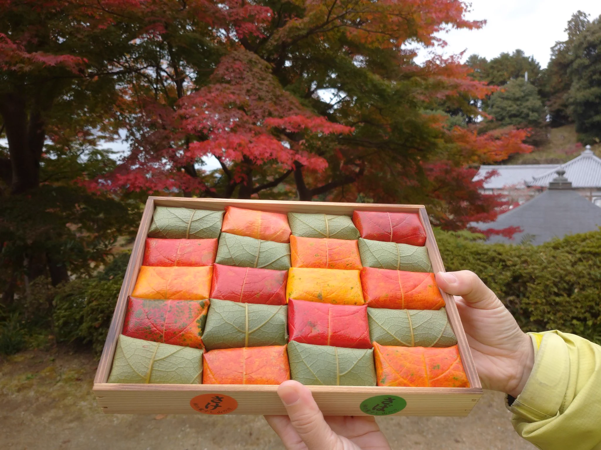 秋だけにしか購入できない！紅葉の柿の葉寿司が美しい。