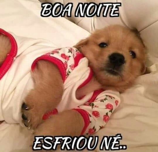 doguco's tweet photo. @violakkkk Oi linda https://t.co/7C3Y5rQIUg