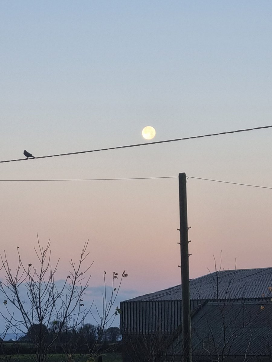 Early morning moon....