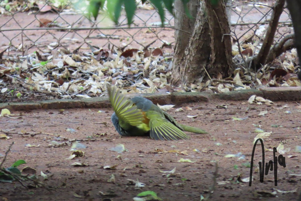 AnjaBSch's tweet photo. One minute you are having coffee on the verandah, the next capturing what looks like a fight between a #greyheaded and an #orangebreasted #shrike (sorry for bad quality)
#photography #BirdsSeenIn2022 #nature #birdwatching #garden #Francistown #Botswana #Africa #MagicalBotswana https://t.co/JdonGn6z3E
