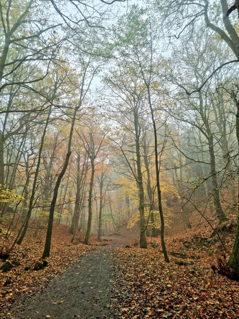 The Gorge looking gorgeous in its autumn colours 💚🤎💛🧡