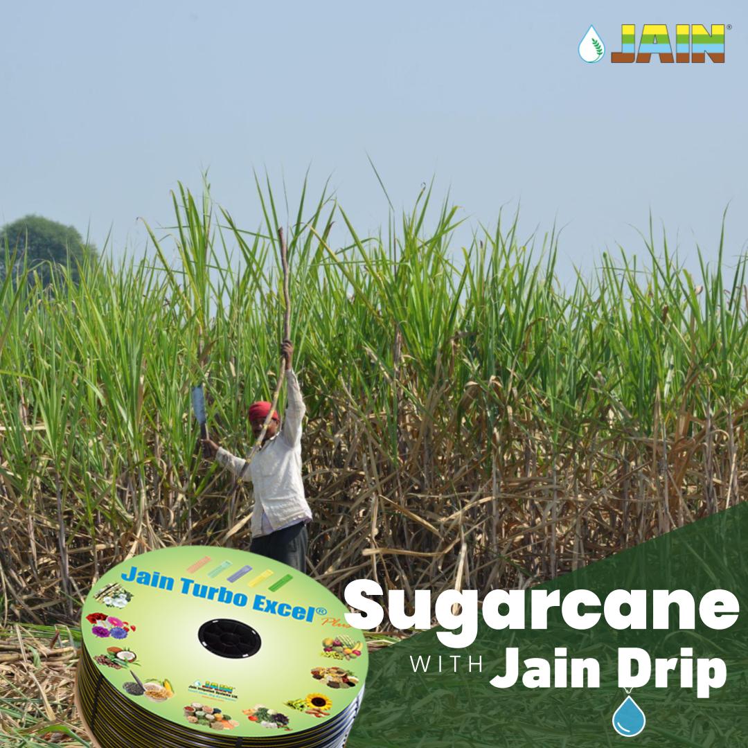 JainIrrigation's tweet photo. Sugarcane farming with #JainDripline 💧🎋
Get sweet, juicy yet strong yields with adoption of #JainTechnology for your #Sugarcane farms with #JainTurboExcel dripline by #JainIrrigation
#AgTech #JainDrip #DripIrrigation #Water #SaveWater #JISL https://t.co/FMfI2EseZV