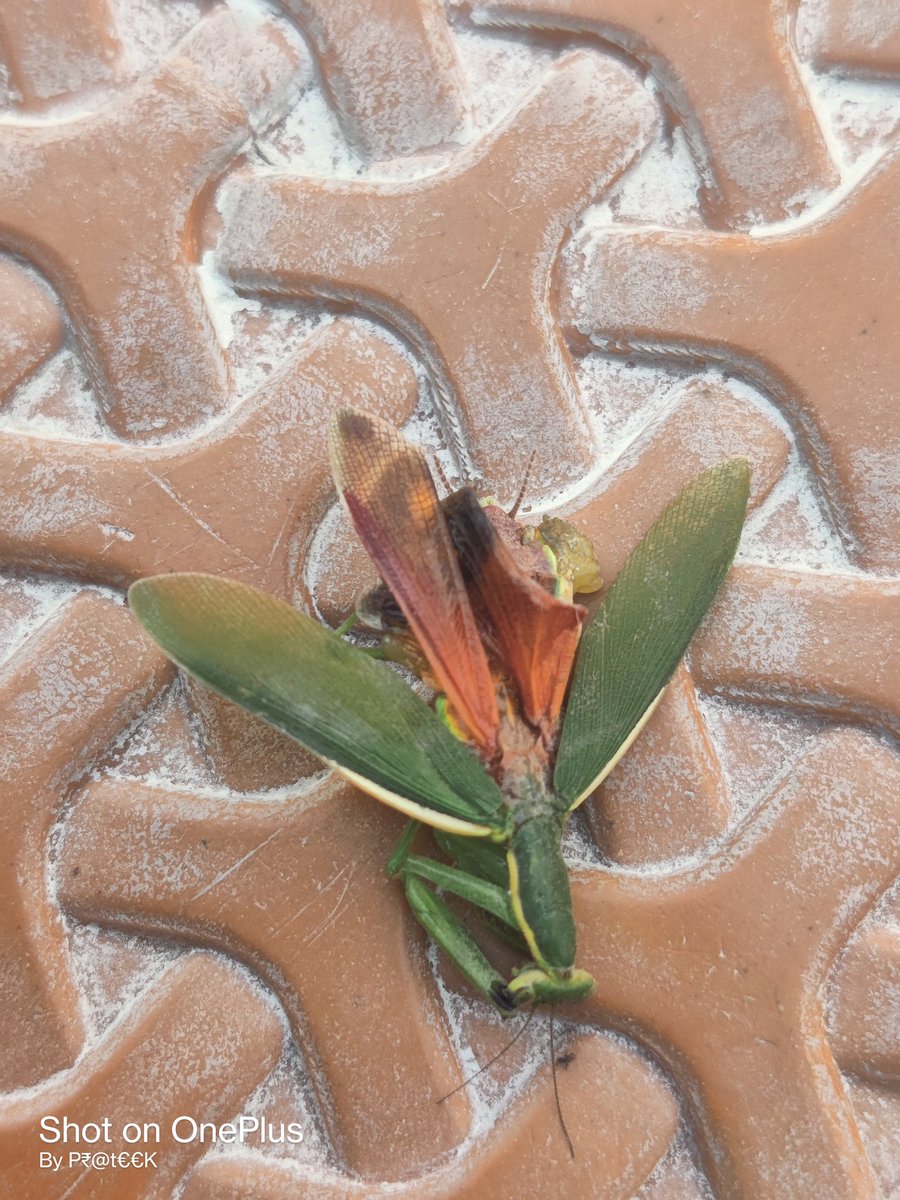 Dean123569's tweet photo. @AgriGoI Is this an Indian Grassopher or Locust seen in Gorakhpur @FAO @USDA @CGIAR @icarindia @icarindia @EP_Agriculture @EP_Agriculture https://t.co/g5AtTYfHO4