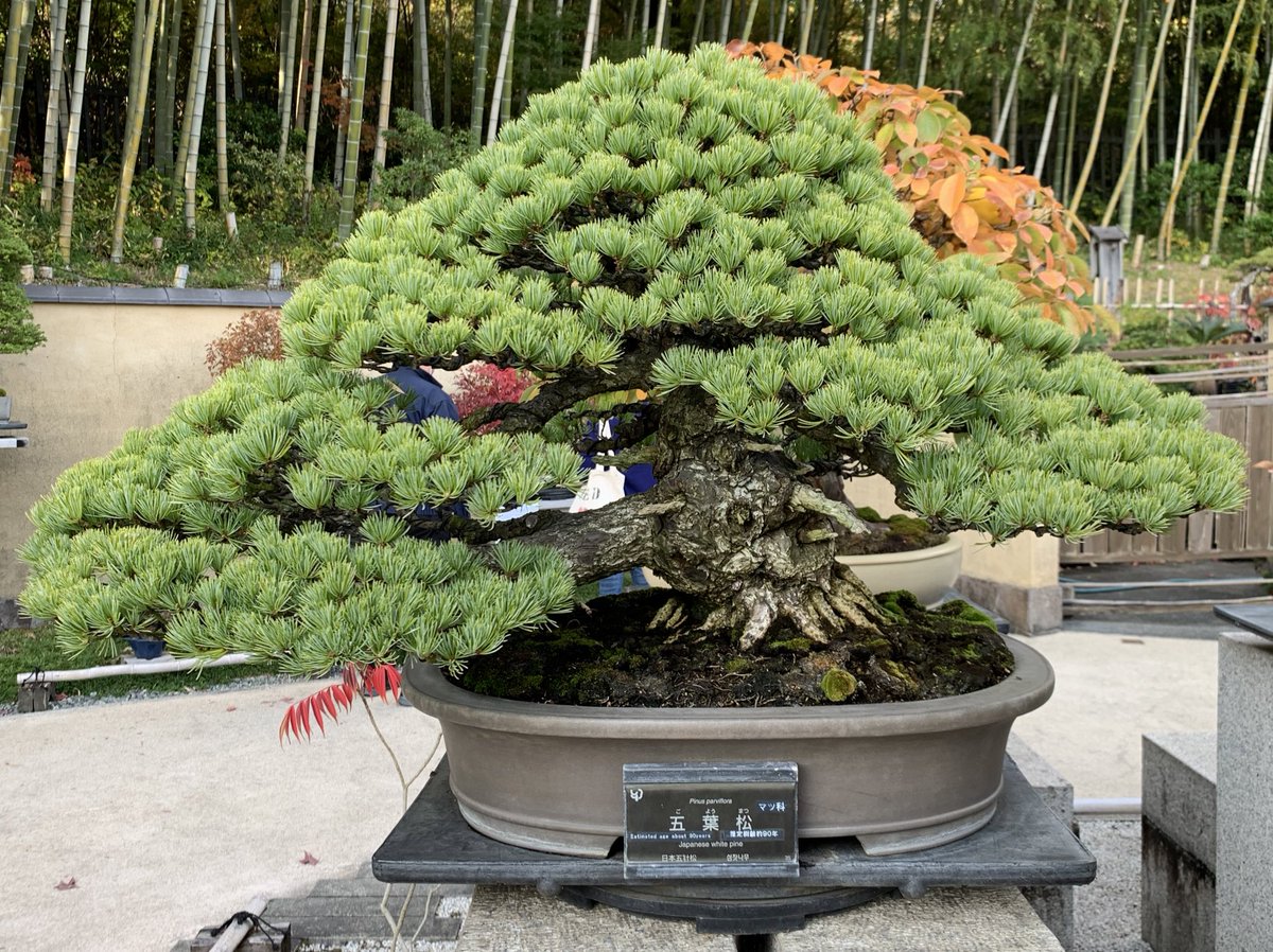 bonsai52579128 tweet picture