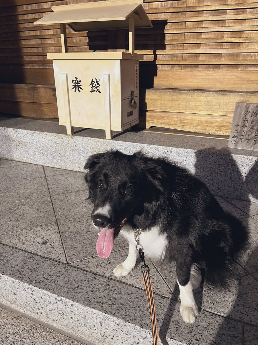 JTuhfs9IUwKcIlM's tweet image. 今日はお池と神社行ったワン🐾

今日はお池一周少なく帰るって言うのでなんでかなと思ったら神社に行くって。
ノアのお姉ちゃん犬に可愛い赤ちゃん産まれたから元気に大きくなぁれってお参りしたよ💕

#ボーダーコリー　#犬のいる暮らし
#犬好きさんと繋がりたい