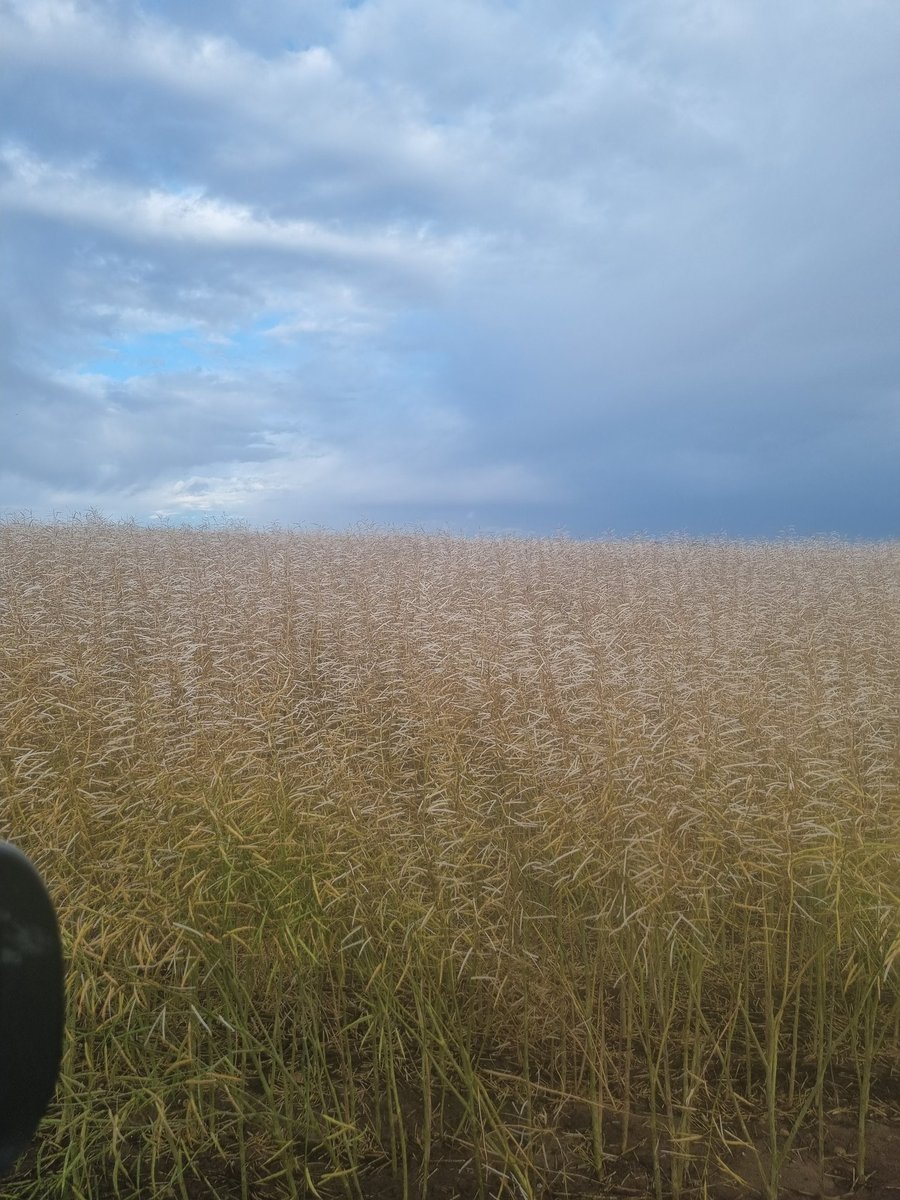 Can't always be good story post. We had the old white stone header rock up yesterday. Very frustrated being so close to harvest.