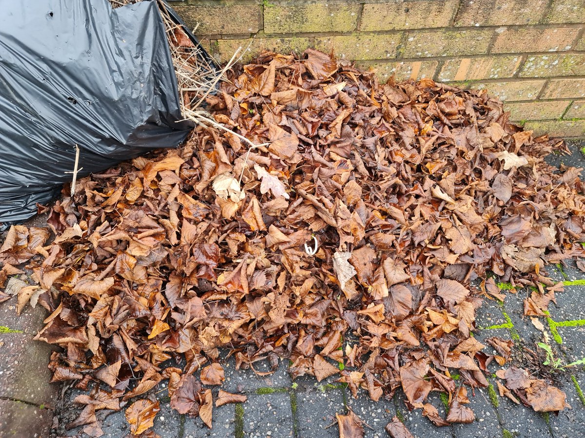 tarie_lian's tweet photo. They thought they were the 'leaf thief' meanwhile I was thinking what a blessing!
#MondayBlessings #smallthingsarebigthings #differentperspectives https://t.co/QKi6VBeGRr
