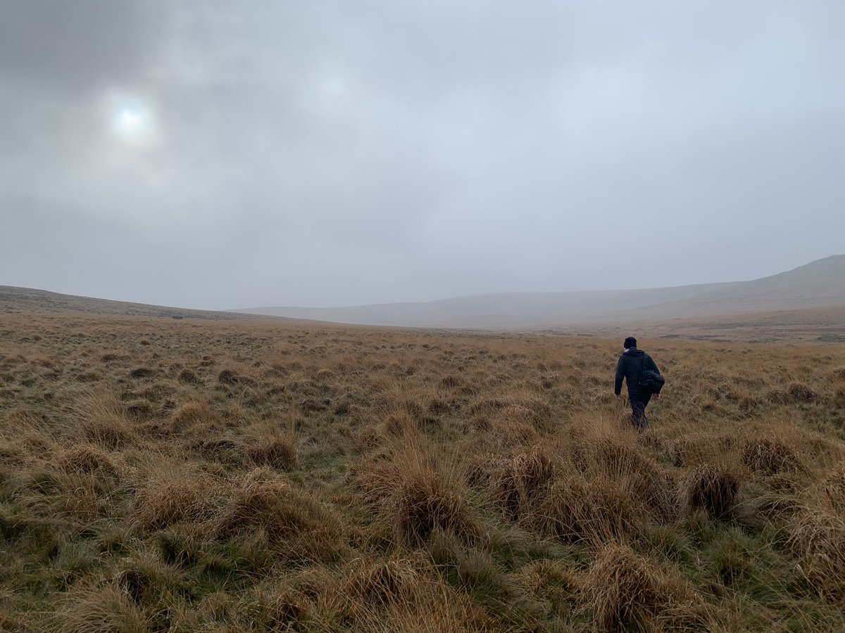Dartmoor looking less sunny today - wandering in the fog, through a sea of molinia on Okehampton Common to meet farmers bringing some of their herdwicks in. Visibility just good enough … they’re out there somewhere. 
#OurUplandCommons