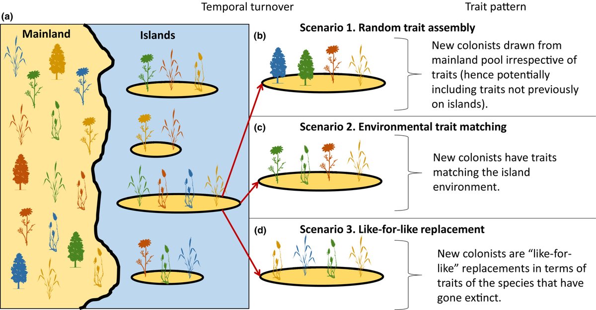 Holger Kreft (@biogeokreft) on Twitter photo Great to see this #islandbiogeography paper led by Julian Schrader out in <a href="/JBiogeography/">Biogeography.News</a>: ETIB-T: An Equilibrium Theory of Island Biogeography for plant traits
onlinelibrary.wiley.com/doi/10.1111/jb… Great to see this #islandbiogeography paper led by Julian Schrader out in <a href="/JBiogeography/">Biogeography.News</a>: ETIB-T: An Equilibrium Theory of Island Biogeography for plant traits
onlinelibrary.wiley.com/doi/10.1111/jb…