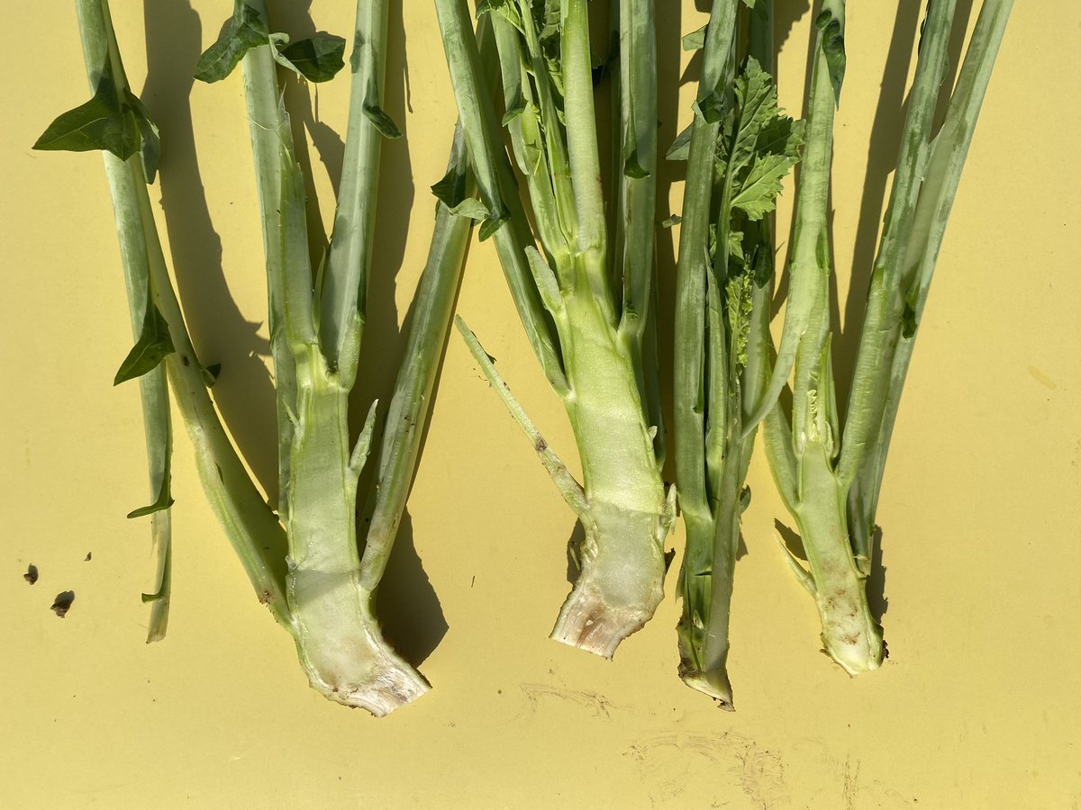 Visite d’une parcelle de colza en mélange variétal 
Pression insecte 🐛 qui semble en diminution sur la dernière semaine (1 charançon ) 
Pas de larves observées sur les pieds prélevés ➡️ test berlese à suivre 
#colza #FrAgTw #agriculture