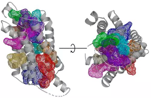 Conservation of Allosteric Ligand Binding Sites in G-Protein Coupled Receptors #GPCRs #allostery 
pubs.acs.org/doi/10.1021/ac… 
<a href="/bajuszdavid/">David Bajusz</a> 
#vol62 #issue20 #JCIM #compchem