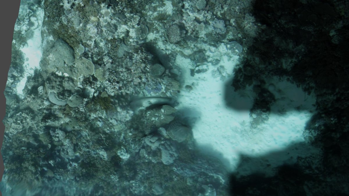 ReeFi_Aus's tweet photo. #CoralReef survey -> @LumaLabsAI Web based #NeRF -> 3D model export -> Blender -> #GreatBarrierReef revealed and explored.

Lots of room for improvement but this is a pretty incredible world first @Scobleizer @kluless_ @gravicle 

Lets see where it leads... https://t.co/pCoGnHpEEF