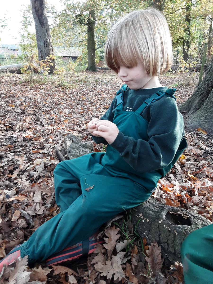 Owls and Badgers have had a fun Autumnal day in the forest playing in the fallen leaves and peeling acorns to have a look what is inside. <a href="/AshbridgeOutdo1/">Ashbridge Outdoors</a> <a href="/AshbridgeBadger/">Badgers Class</a>