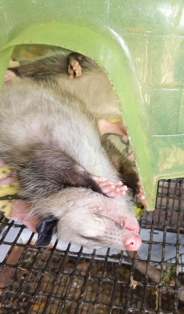 Possumeveryhour.io (@possumeveryhour) on Twitter photo 