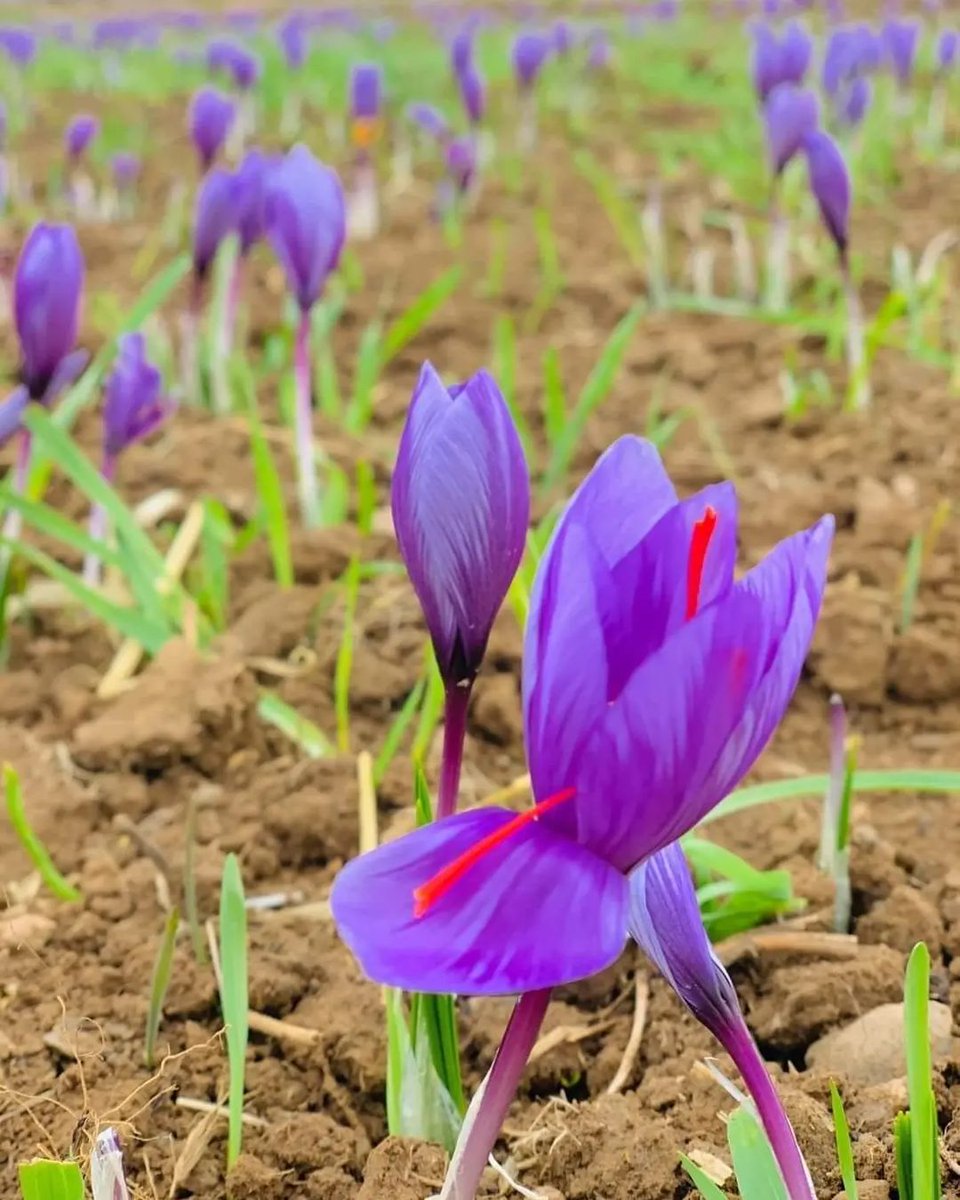 goshkooh's tweet image. تمامی سفارشات بالای ۲۰۰ هزار تومان در تاریخ ۲۴ ،۲۵ ،۲۶ و ۲۷ به صورت رایگان ارسال می‌شود.
Goshkooh.ir