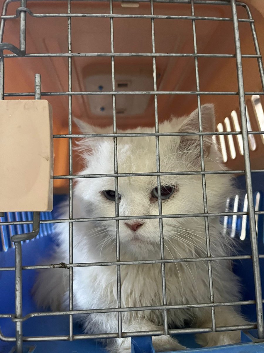 psa_pk's tweet photo. Who remembers Warrior, our rescue rescue, burnt by the horrible shopkeepers in Tollinton Market? 

Warrior fought through the burns and the moribund condition he came to us in He now lives in his forever home❤️ Thank you for helping Warrior and countless many like him 🥹🙏 https://t.co/hyaSPe5zr1