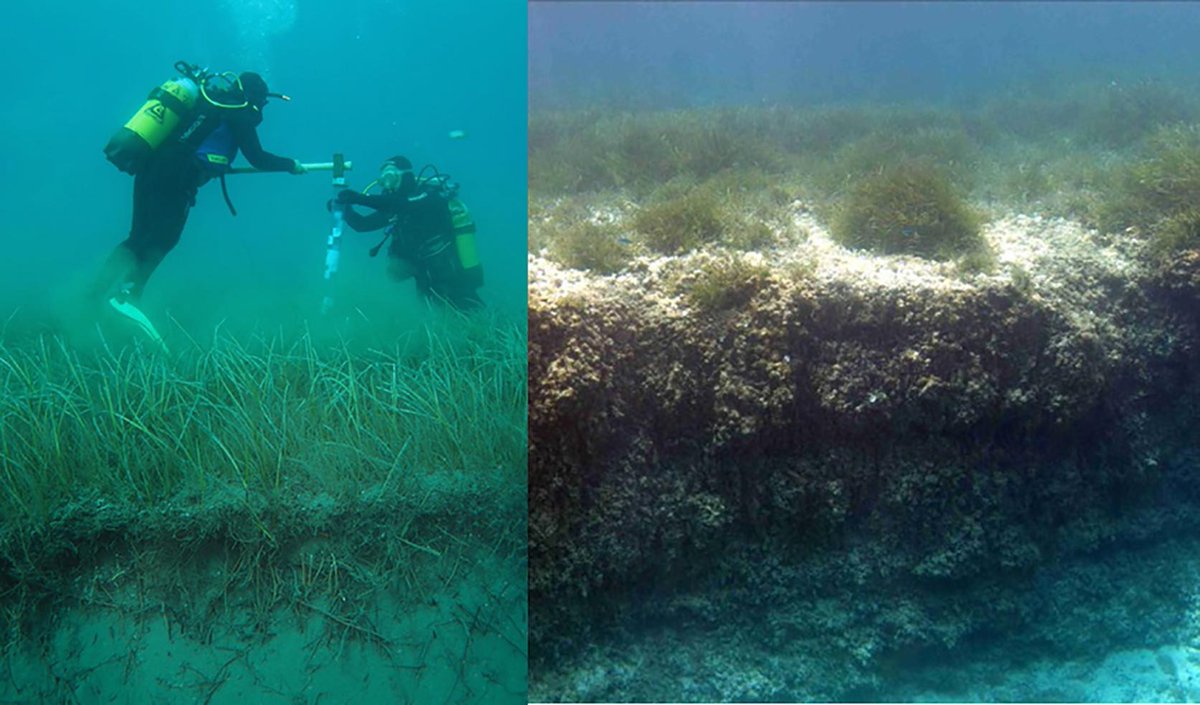 CEAB-CSIC (@ceabcsic) on Twitter photo #CEABPublication
"Review of the physical and chemical properties of seagrass soils" <a href="/Geoderma_Jrnl/">Geoderma - the global #OA journal of soil science</a>
Full article 👇📃
doi.org/10.1016/j.geod… #CEABPublication
"Review of the physical and chemical properties of seagrass soils" <a href="/Geoderma_Jrnl/">Geoderma - the global #OA journal of soil science</a>
Full article 👇📃
doi.org/10.1016/j.geod…