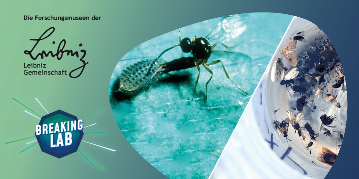 LeibnizWGL's tweet photo. HEUTE 18 Uhr einschalten zu #BreakingLab @ #LeibnizMuseen LIVE aus dem #MuseumKoenig @Leibniz_LIB  in Bonn! @jacobbeautemps &amp; die Leibniz-Forschungsmuseen im Gespräch zu #Biodiversität. Mit Liveschalten an @GNM_Nuernberg &amp; @Senckenberg ▶️Zum Livestream: https://t.co/EstEwxaaKk https://t.co/hU0iLpknsa