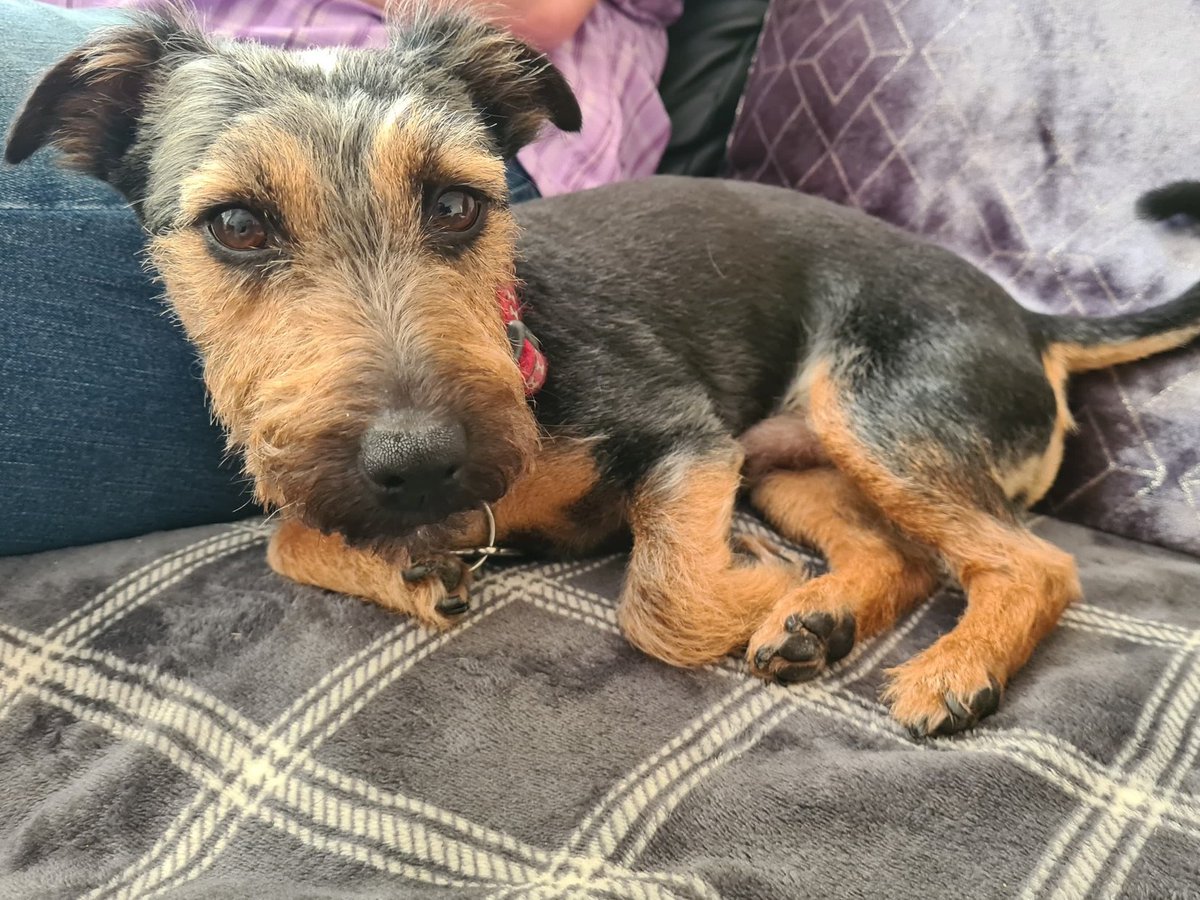 PowerHouseG33's tweet photo. My handsome boy Archie https://t.co/4yByKViRP7