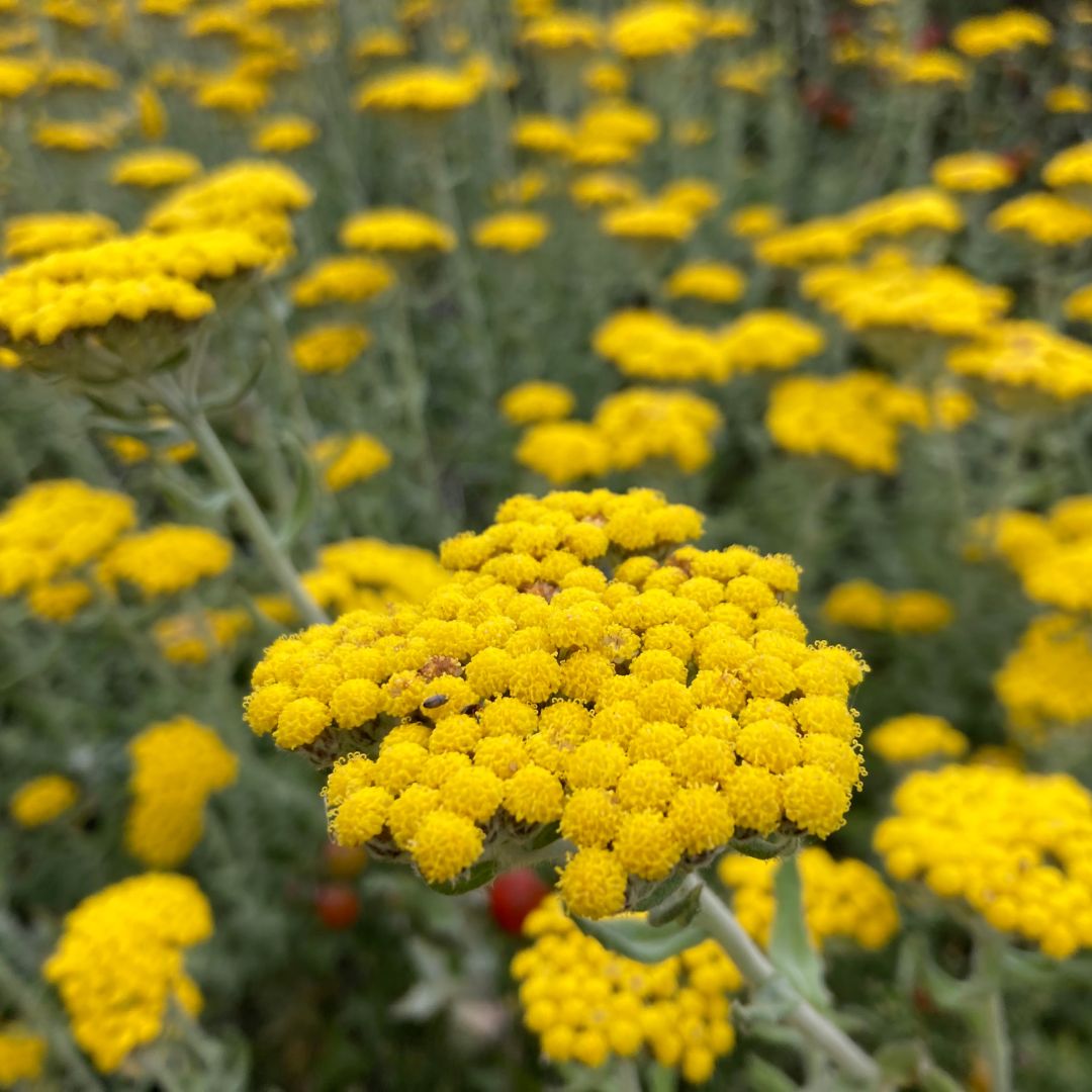 Discover fynbos covering rocky slopes or grassy plains like a carpet of colour. 🌼The Cape region is known for its abundant fynbos which boasts 652 plant species, 70% of which are found nowhere else on the planet from The Best Address in the Cape.