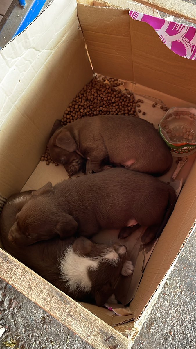 antomazzaraa's tweet photo. Los encontré abandonados en una caja, y el tiempo está horrible para que se queden solitos. Son hermosos. Si saben de alguien que pueda tenerlos! Me ayudan compartiendo, gracias!!!! 😭 https://t.co/iKzugcXJkN