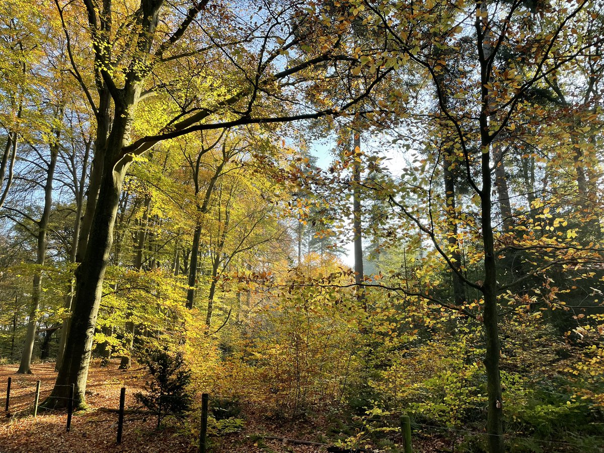 DriesEden's tweet photo. Ik wens iedereen een mooie #Maandag . Week46 is begonnen. de #Herfstkleuren zijn prachtig #8gr #Nederland #Dutch #Netherlands #Natuur #Heuvelrug #Prattenburg #Rhenen #Veenendaal 🍁 https://t.co/7dwCuARmcu