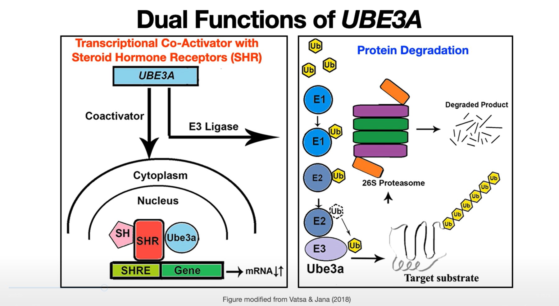 Alessandro Gozzi on X: Ub3A is an interesting gene because of its