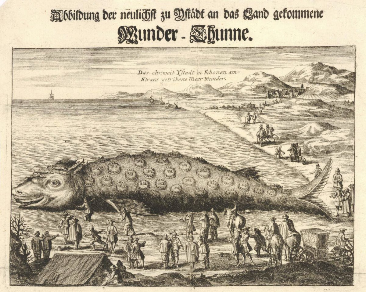 1709, #Ystad (SWE): A #humpback #whale stranded.
The #leaflet calls it a 'Wunder-Thunne', the body was covered with small crowns, each with two human teeth and a tongues [probably Balanids, relatives of barnacles].
#melvillemonday #oceanspast #whalehistory