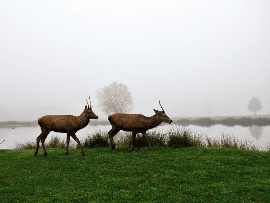 Misty Monday morning moments..
#loveukweather #capturingthemoment #bushypark @itvlondon @bbcweather @SallyWeather @MyRichmondLdn