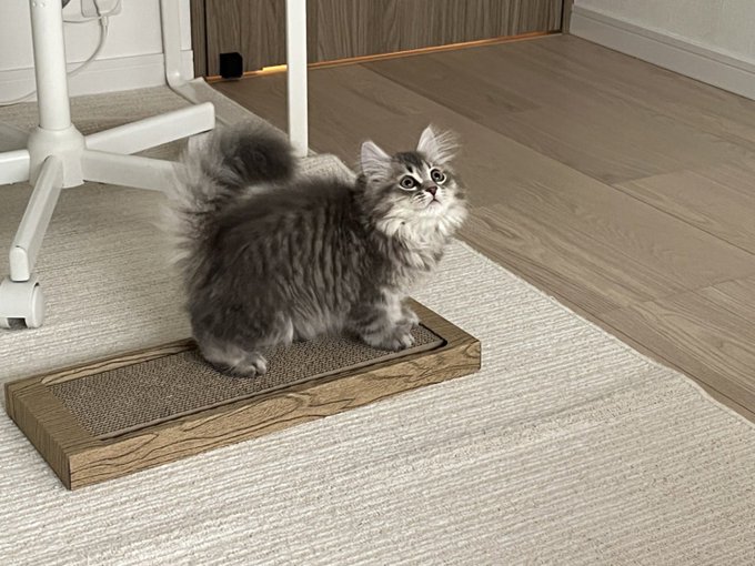 我が家にもっふもふの新しい家族が増えました 