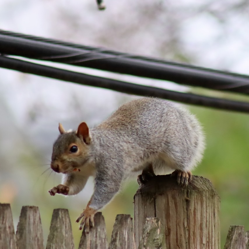 sciuridaely's tweet photo. It's going to be a great week for nut gathering!

When the week starts on #Sciuridae &amp; it is a really long one, ease into it. May the nuts sustain you.

Every day is #Sciuridae!

#fightlikeasquirrel #SquirrelStrong 🐿️💪#SaveGreySquirrelUK #SquirrelScrolling #SavePeanut #squirrel https://t.co/eRaic7yDb7