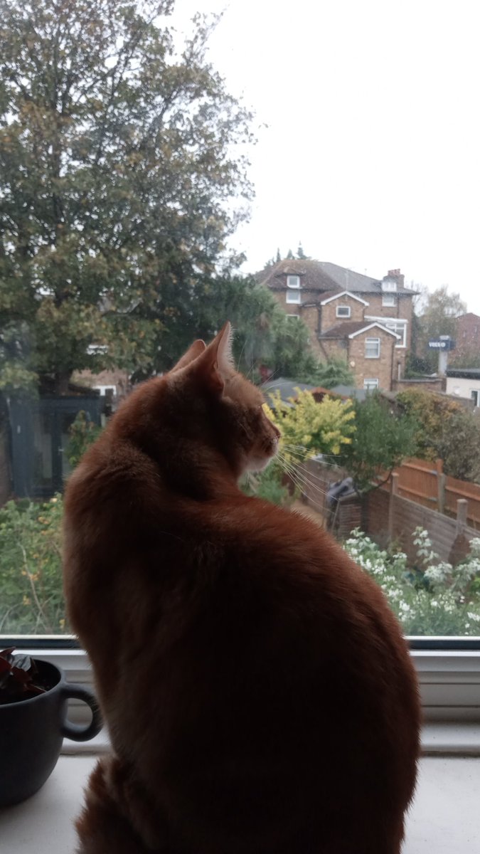 CatGQFreeman's tweet photo. Study buddy! #PhDcat https://t.co/G5VaQOutj7