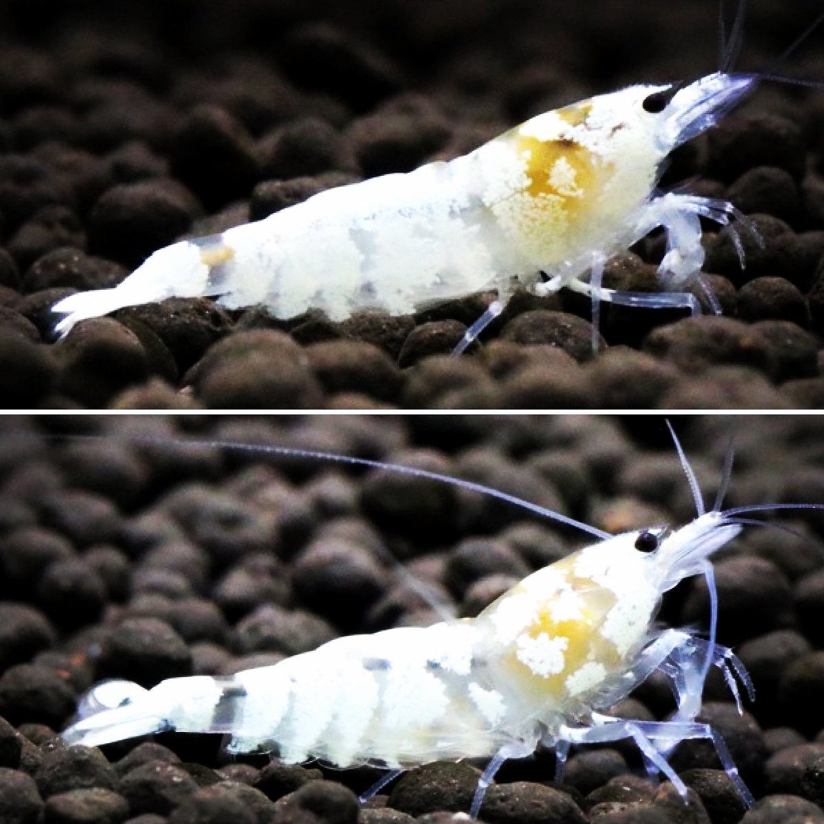 MitsunoriYokota's tweet image. 今週はオークションの方にシュリンプ出品いたしました‼️
なんと10出品中です😳
オークションでは初出品のゴースト系ハイブリッドシュリンプ
#WINGzero
を出品中です。
水槽内でかなりの存在感👍👍👍
姫えびすオススメの品種で〜す😊
auctions.yahoo.co.jp/seller/pearl_w…
#姫えびす
#オークション出品情報